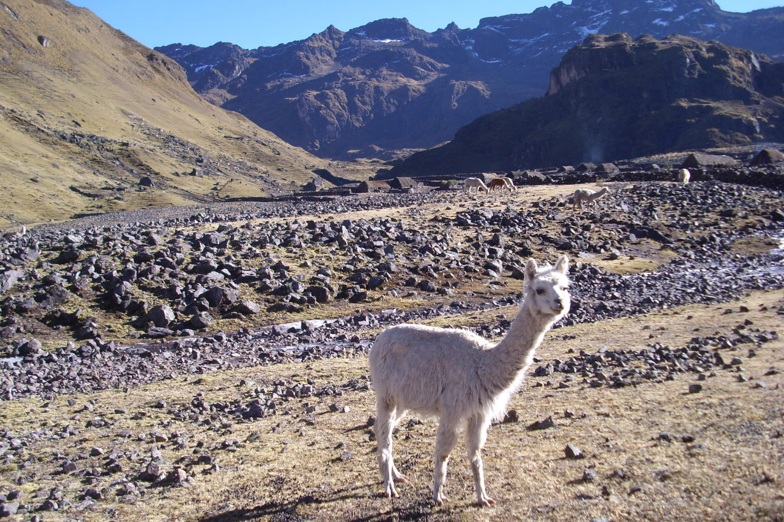 Lama_tijdens_Lares_Trail